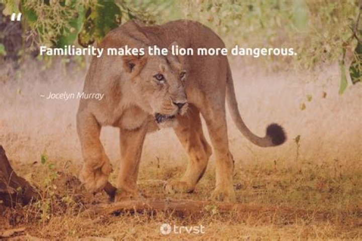 	LIONS NOT EASILY TAMED	