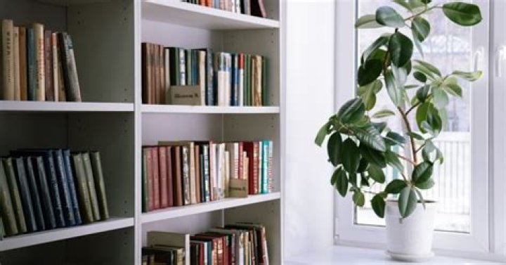 Long term book storage suggestions?