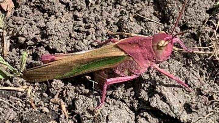 Man finds extremely rare pink grasshopper, first known sighting in PA