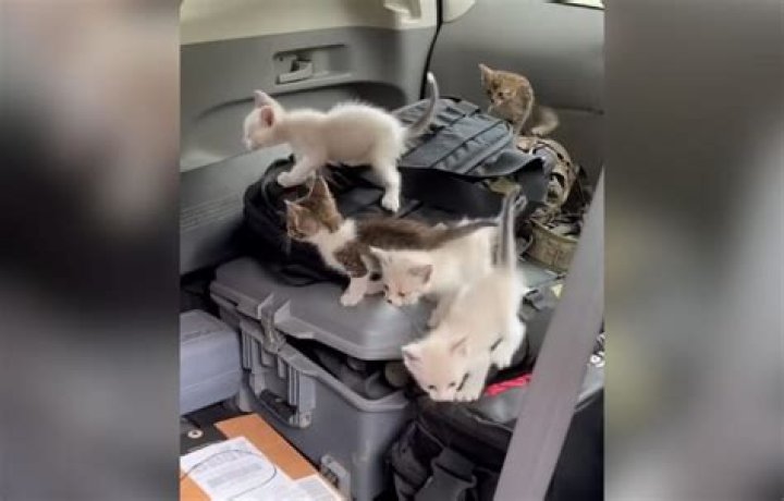 Man goes viral on TikTok after rescuing over a dozen kittens from the road