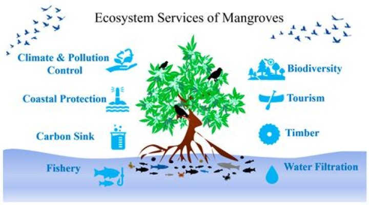 Mangrove tree a crucial part of the food chain
