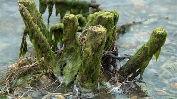 Many lakes in Utah under health advisories for harmful algal blooms