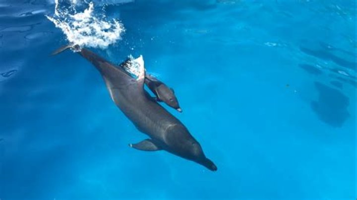 	Miami Seaquarium introduces its newest addition: a baby dolphin	