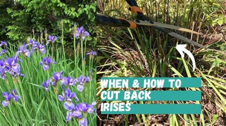	NATIVE PLANTS CUT CARE	