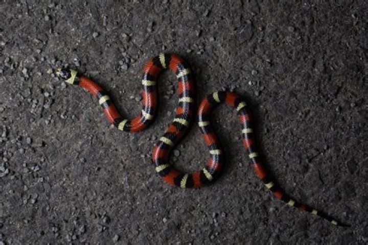 Nelson’s Milk Snake: Facts, Pictures, Info & Care Guide | PangoVet