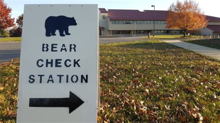 New bear check station in Falls Creek sees over 100 bears