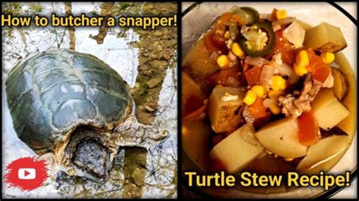 	NO (TURTLE) SOUP FOR YOU! TRY TOMATO — IT’S LEGAL	
