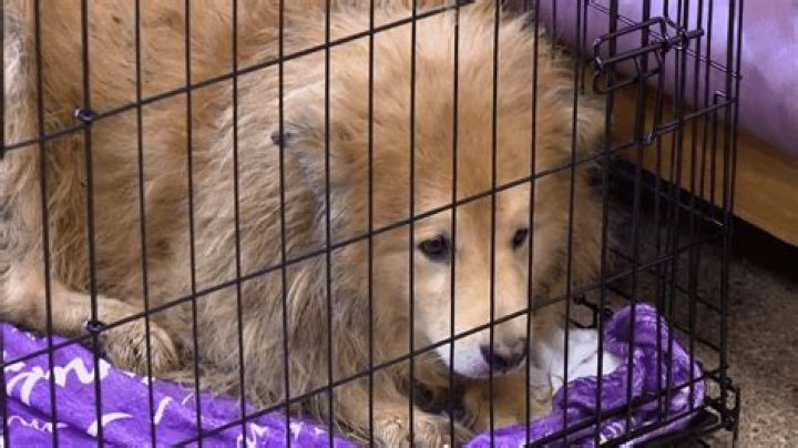 Over 90 dogs rescued from distressing conditions by Bedford County Humane Society