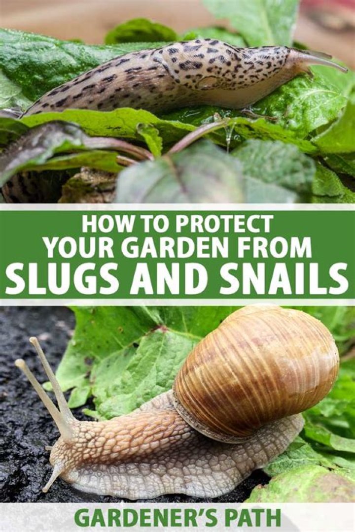 	PET SLUG: NOT GARDEN VARIETY	
