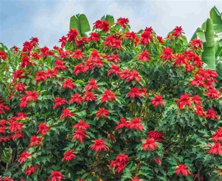 	POINSETTIAS CAN BE GROWN YEAR-ROUND	