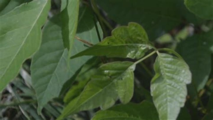 Poison Ivy growth increased by climate change, experts say