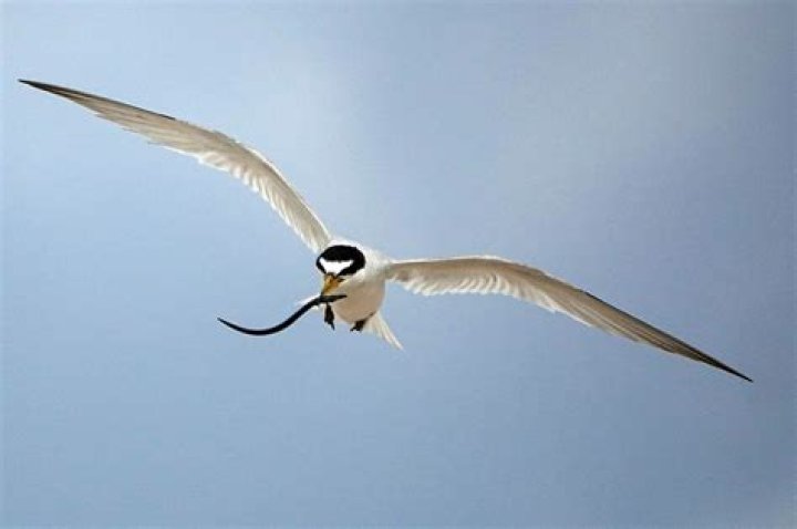 	Rare colony of seabirds returns to South Florida for nesting season	