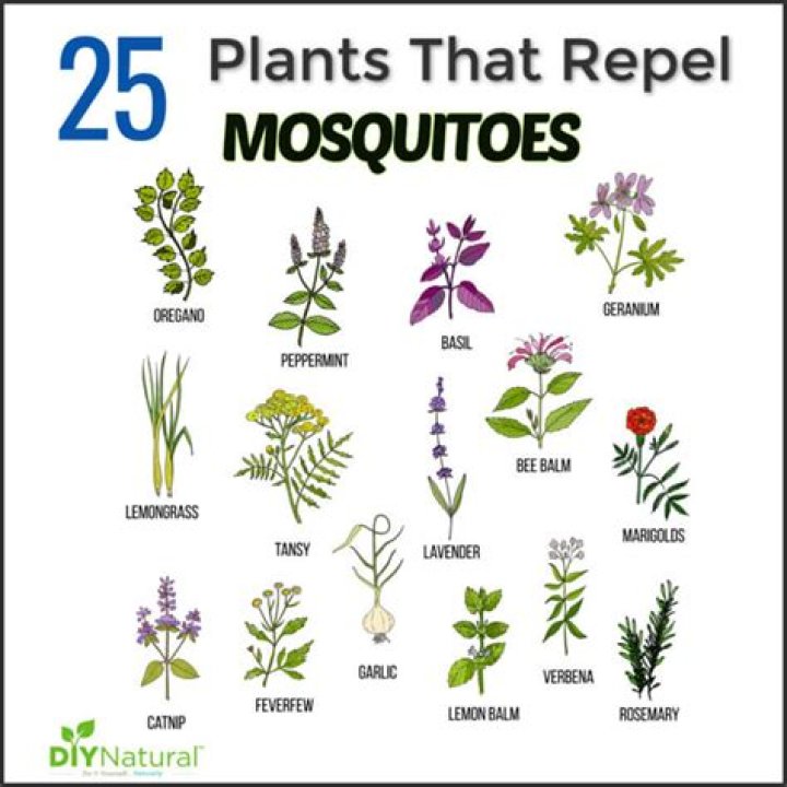 Repelling mosquitoes with native plants | Lifestyles