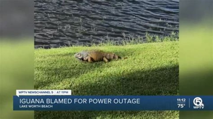 	Rogue iguana causes widespread power outage in Lake Worth Beach	