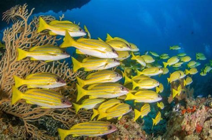	SCHOOL OF FISH	