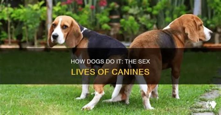 	SEX WITH DOG — NEXT TIME, TRY MATING WITH A PERSON	