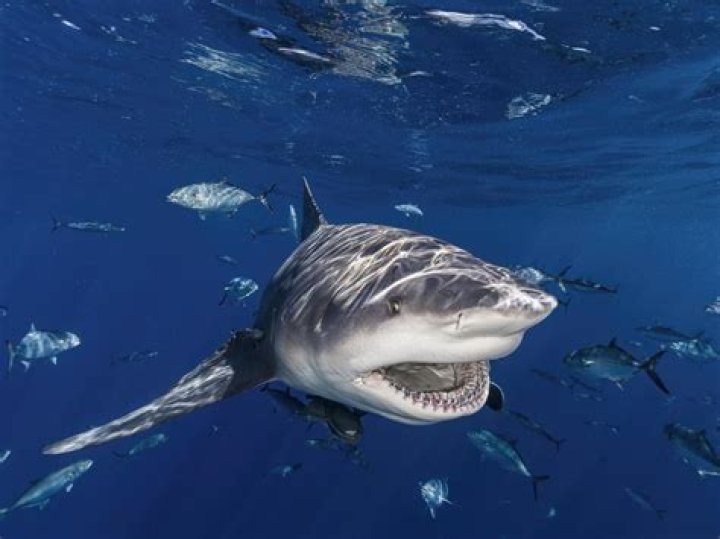 	SHARKS FLOURISH IN RAIN,	
