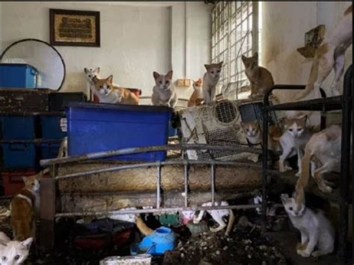 Singapore jails man for leaving 43 cats without food, water at faeces-strewn flat