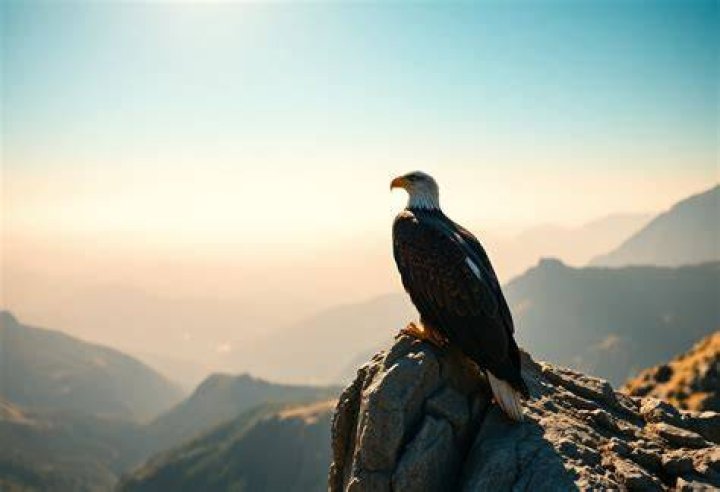 Soaring To New Heights: Exploring The Significance Of 