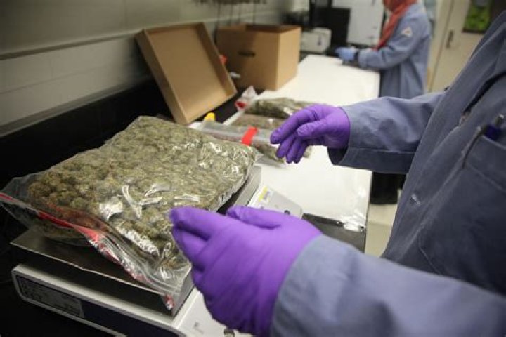 State revokes license of cannabis-testing facility | Free News