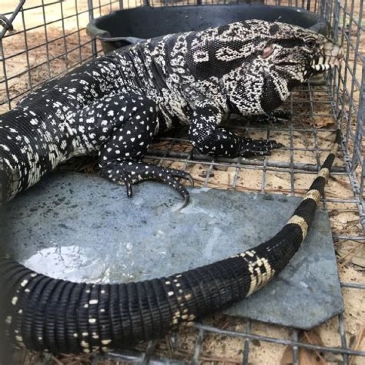 	Tegu terror: Dangerous new lizard found in Ocala Forest	