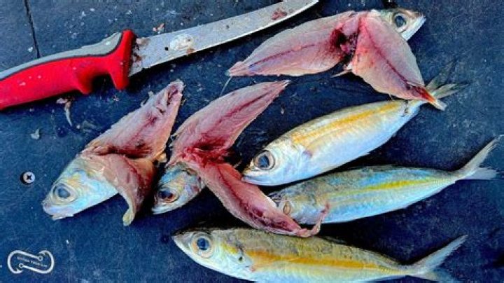 	THE BAIT SEARCH GOGGLE-EYES ARE AS GOOD AS GOLD TO BAITFISHERMEN	