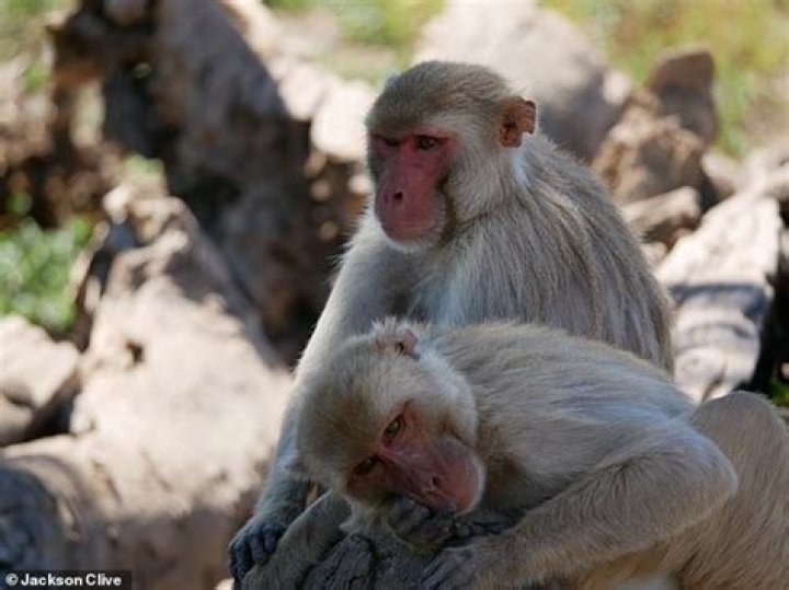 The Fascinating World Of Monkey Penis: Anatomy, Function, And Cultural Significance