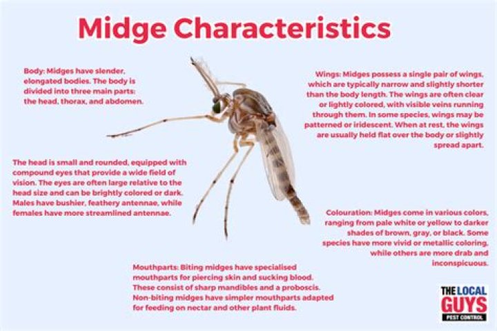 	THE MIDGE STANDS TALL	