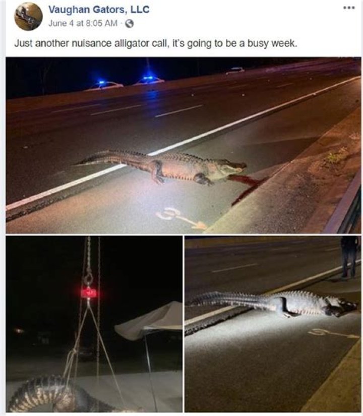 	The trapper was skeptical. What he found was a nearly 500-pound gator on the highway.	