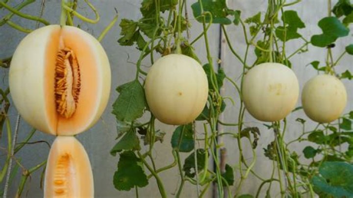 	THOSE MESSY MELON SEEDS	