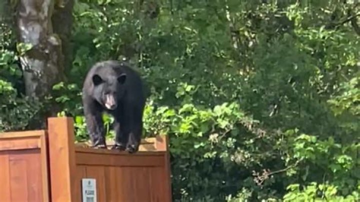 Trombone-playing music teacher scares off bear from Canadian school
