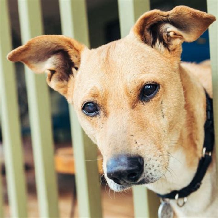 Understanding Asher House Dogs Pneumonia: A Comprehensive Guide