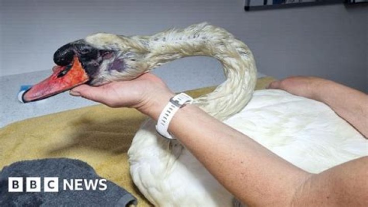Unveiling The Truth: A Deeper Dive Into The Chaniyah Swan Accident