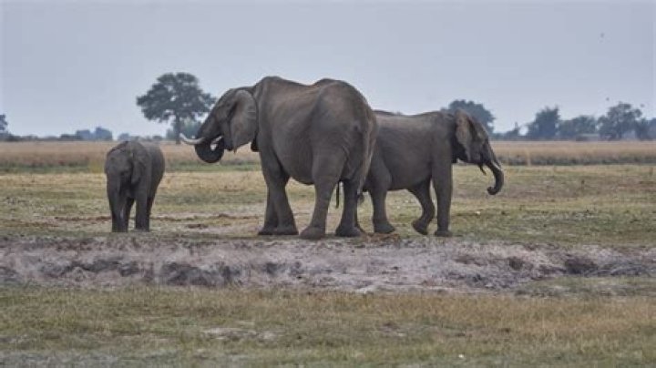 US$1,834: how much a foreigner will pay to shoot elephants in Botswana