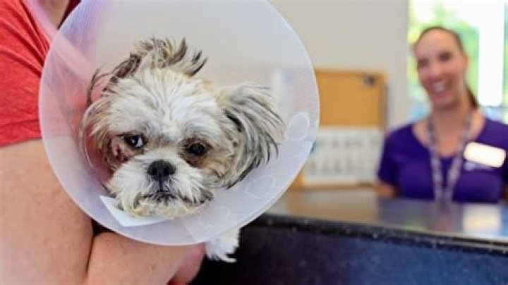 Utah animal shelter warns of possible parasite outbreak in dogs