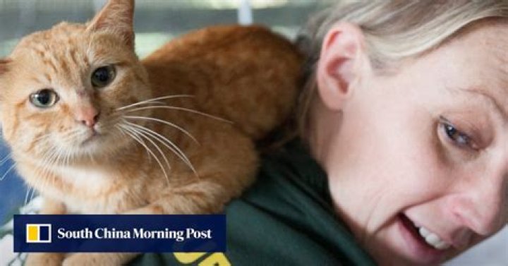 Vietnamese restaurant that drowned up to 300 cats a month shuts down