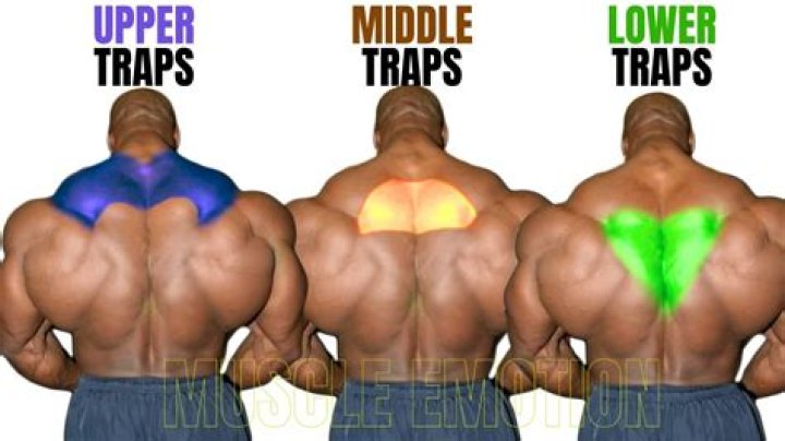 What's The Best Way To Build Your Traps?
