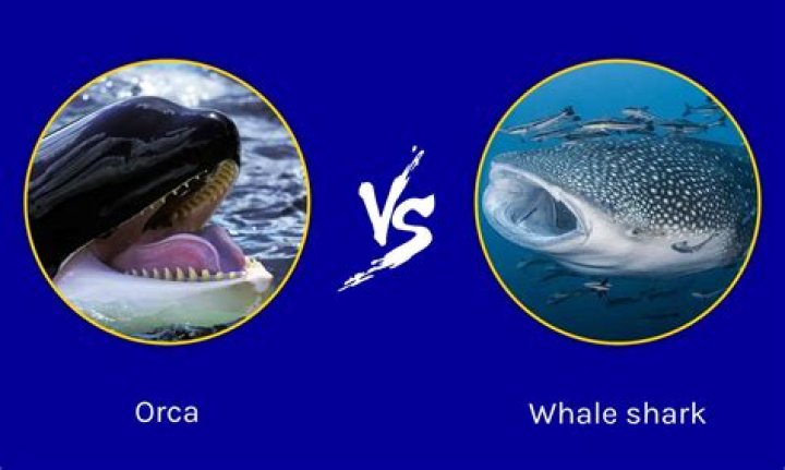 What Are the Differences? Compared