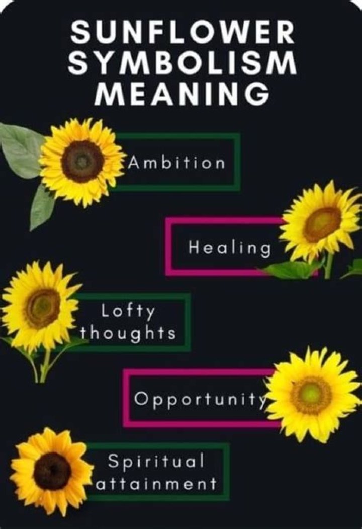 What Does A Sunflower Symbolize? Unveiling The Meaning Behind The Bright Bloom