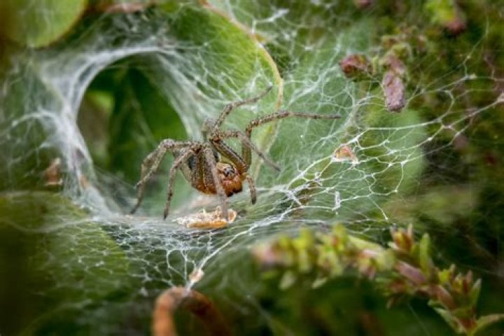 What Is a Web Crawler/Spider and How Does It Work?