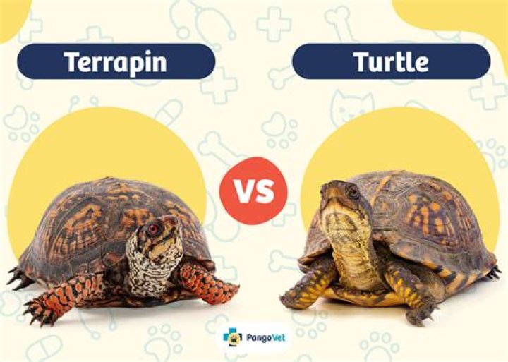 What you should know before getting a turtle, tortoise or terrapin