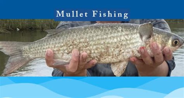 	WHEN MULLET RUN, FISH AND FISHERMAN PREY ON …	