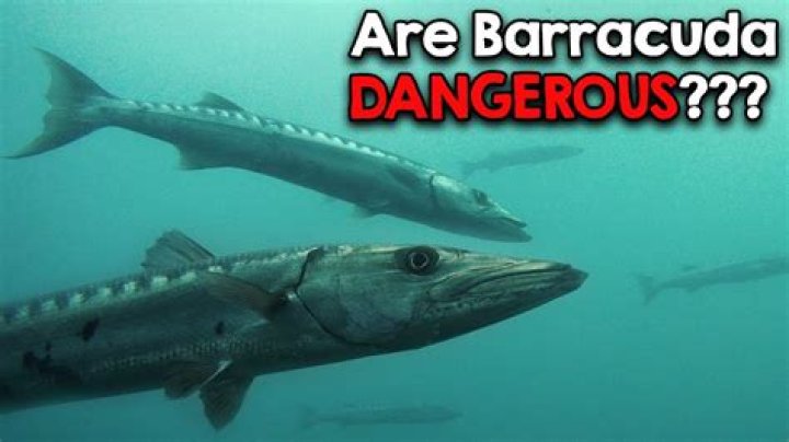 	While rare, barracudas attack occasionally	