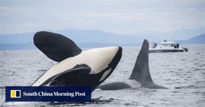 Why do killer whales off the US west coast keep dying? Chinese and American gene scientists have an answer