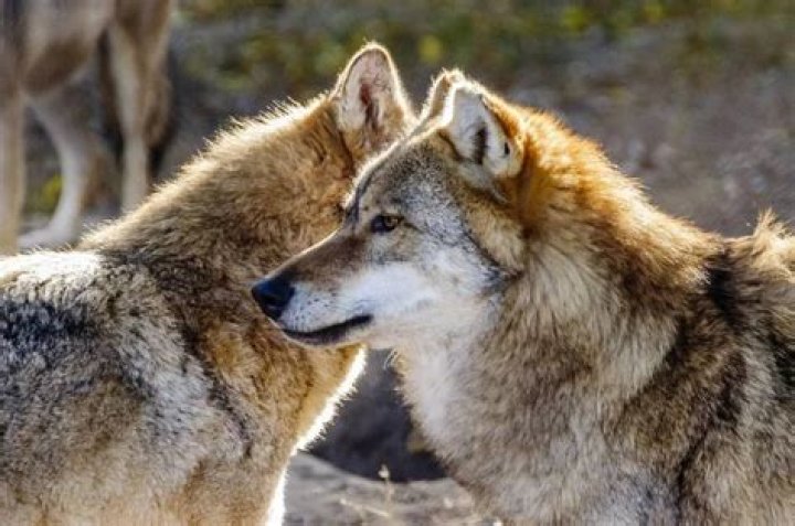 Wolves In Glacier National Park: A Guide To Their Presence And Significance
