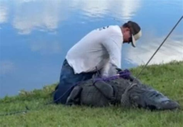 	Woman, 85, killed in alligator attack in Fort Pierce	