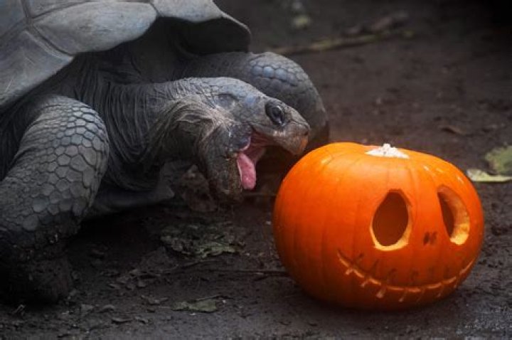Write a fun caption for this photo of a hungry tortoise with its spooky snack