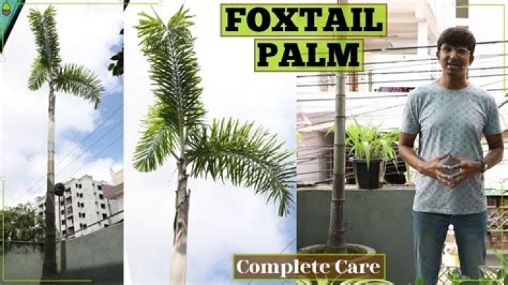 	Your foxtail palm is probably doomed	
